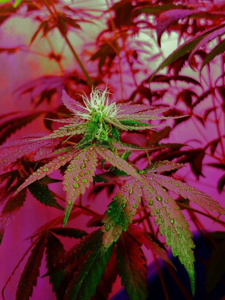 cannabis flower san francisco